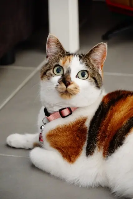 chatte lost   53950 Louverné Suki