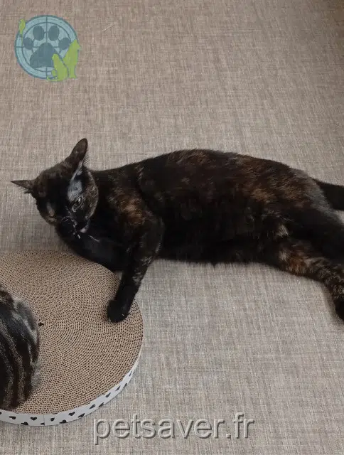 chatte lost   53000 Laval Suki