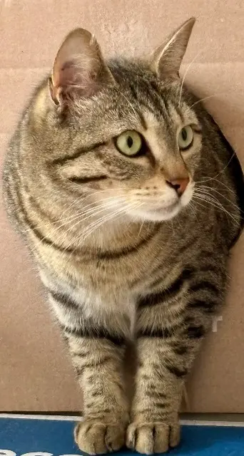 chatte lost   53700 Villaines-la-Juhel Terreur