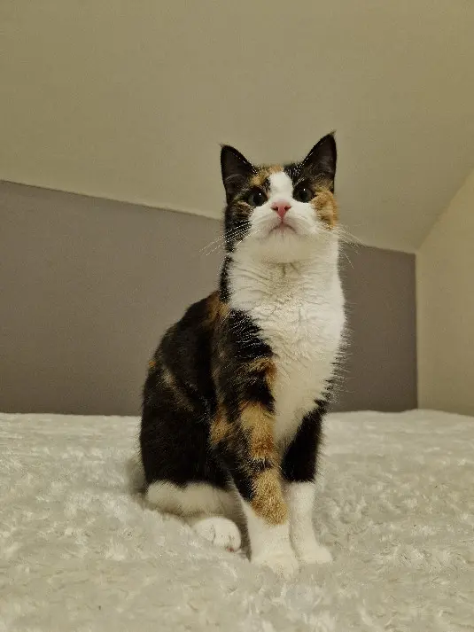 Chatte Perdue 53 Mayenne - Tïa Chatte Perdue 53 Mayenne - Tïa