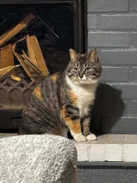 chatte lost   53160 Hambers Upette