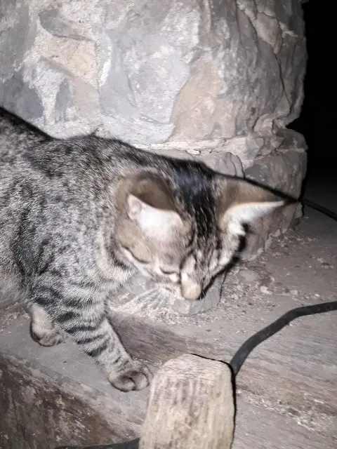 chatte lost   53340 Val-du-Maine Suzi