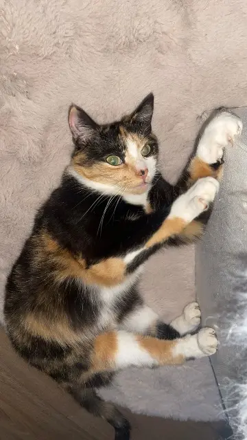 chatte lost   53200 Fromentières Venus