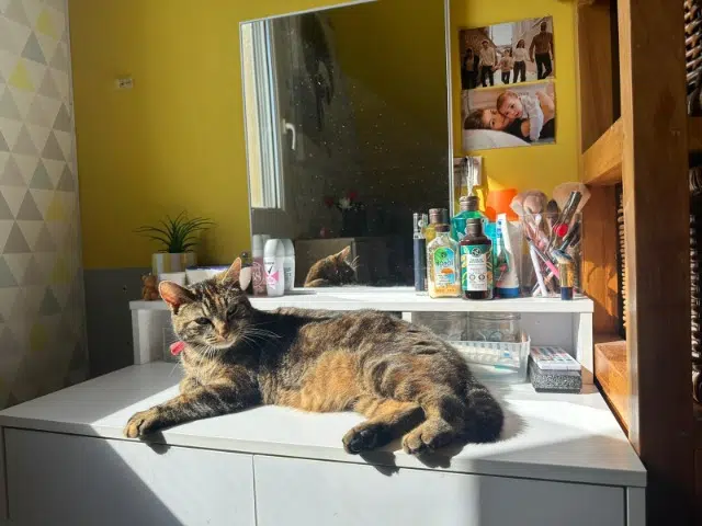 chatte lost   53170 Maisoncelles-du-Maine Wifie