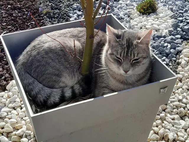 chatte lost   53100 Mayenne winnie