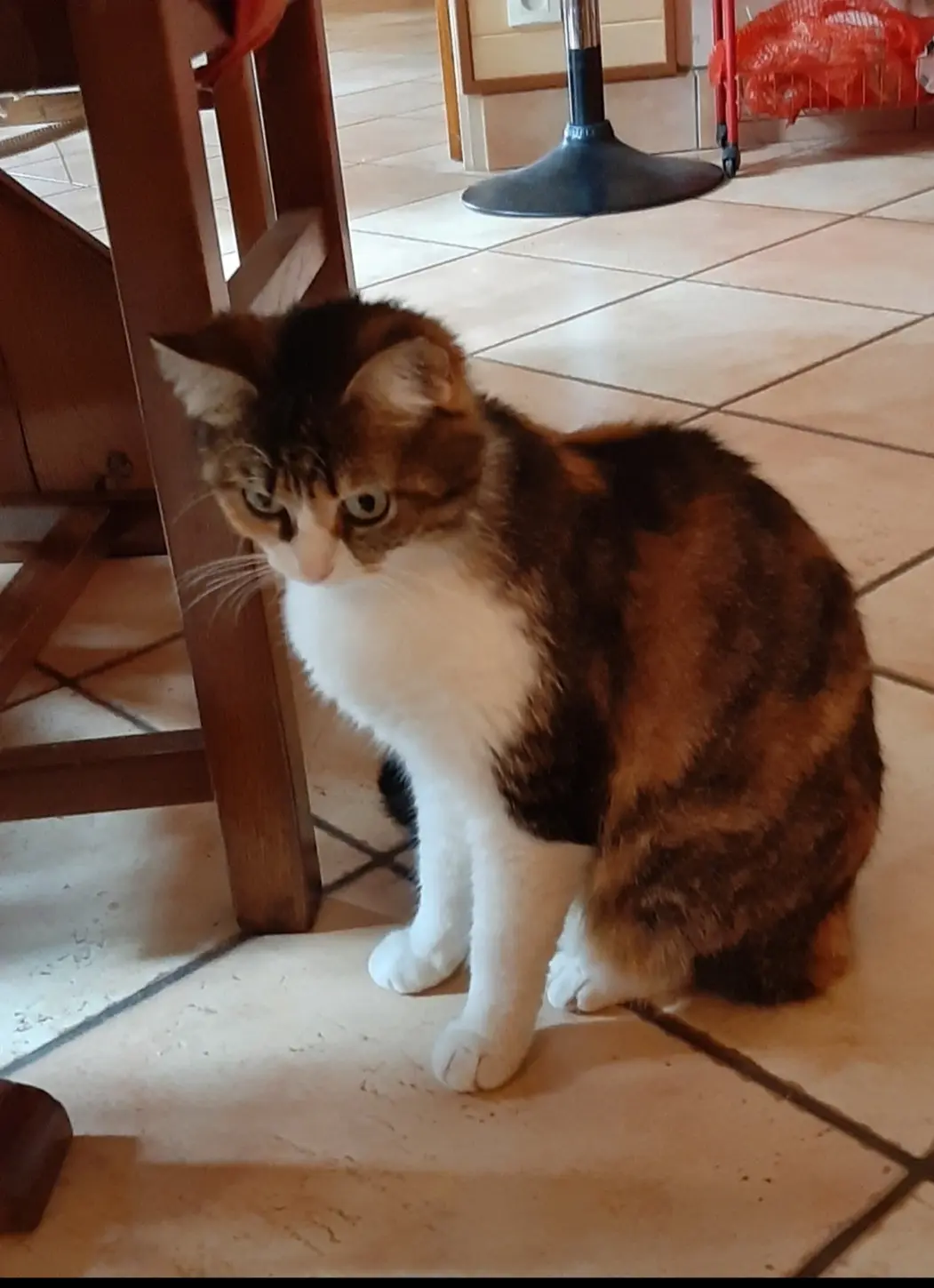 Chatte Perdue 53 Mayenne Chatte Perdue 53 Mayenne