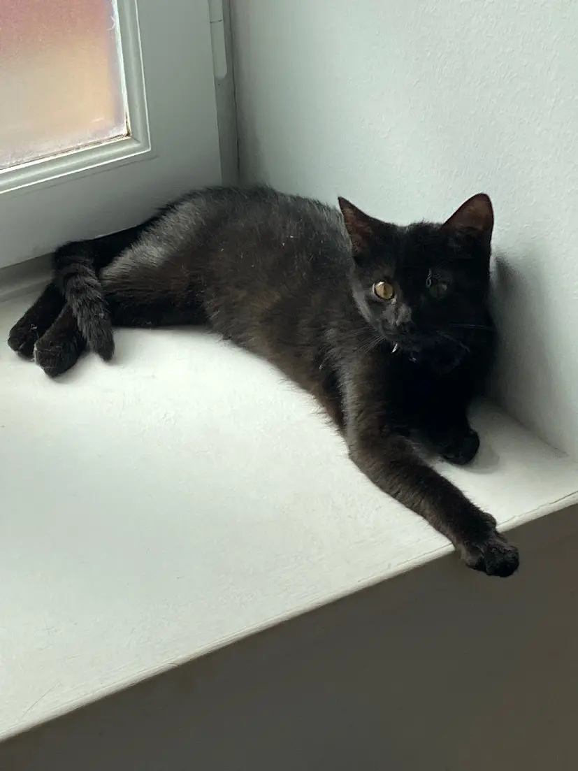 Chatte Perdue 53 Mayenne Chatte Perdue 53 Mayenne