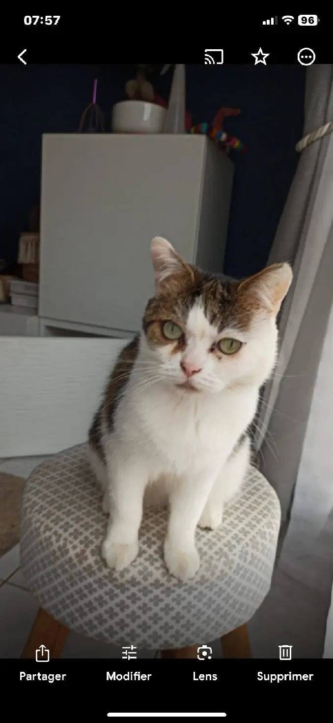 Chatte Perdue 54 Meurthe-et-Moselle Chatte Perdue 54 Meurthe-et-Moselle
