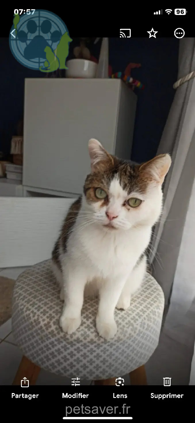 Chatte Perdue 54 Meurthe-et-Moselle Chatte Perdue 54 Meurthe-et-Moselle