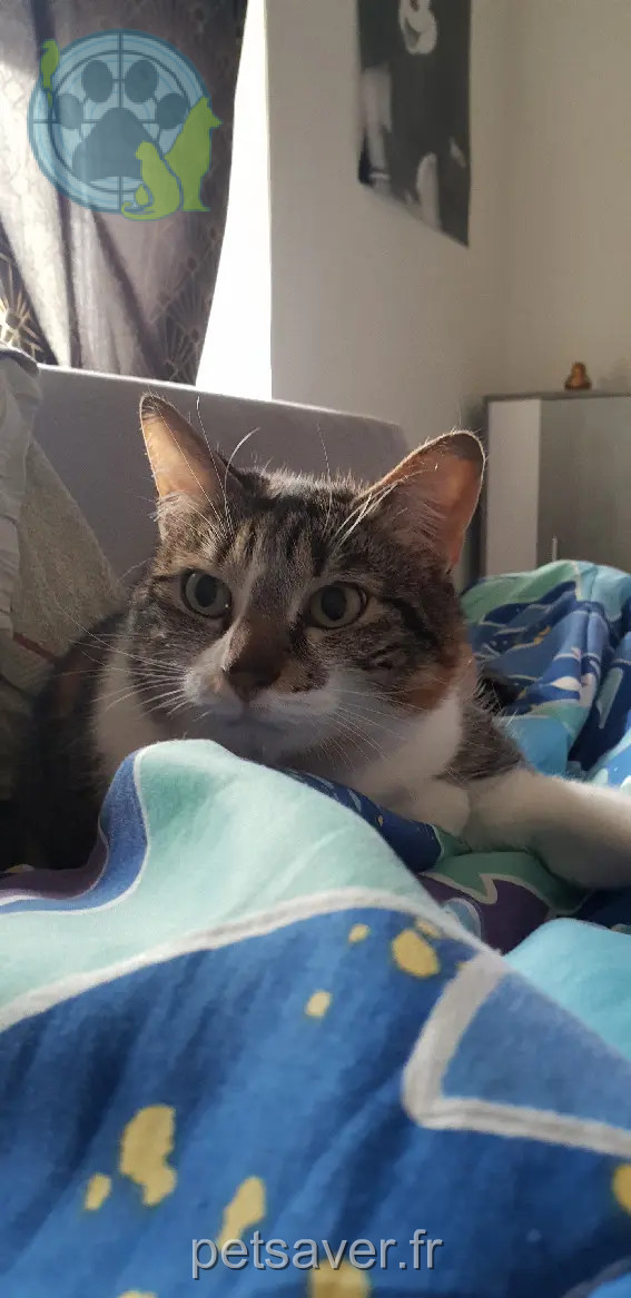kat vermist Rue Louis Aragon 54510 Tomblaine kat lost Rue Louis Aragon 54510 Tomblaine