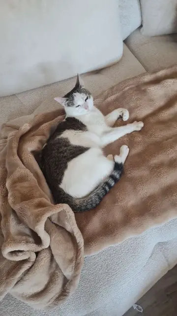 chatte lost   54390 Frouard Alba bibou