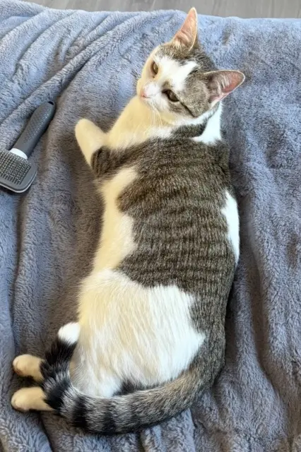 chatte lost   54390 Frouard Alba/ bibou