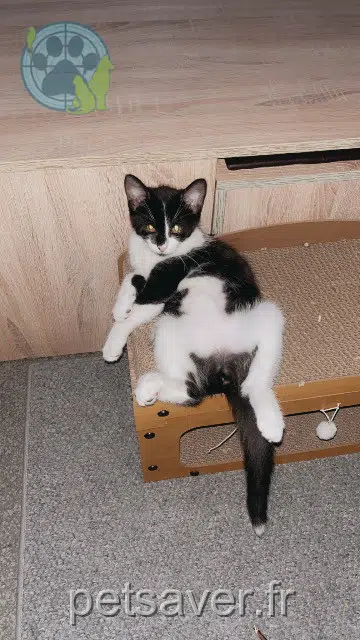Katze lost 54320 Maxéville Asouka