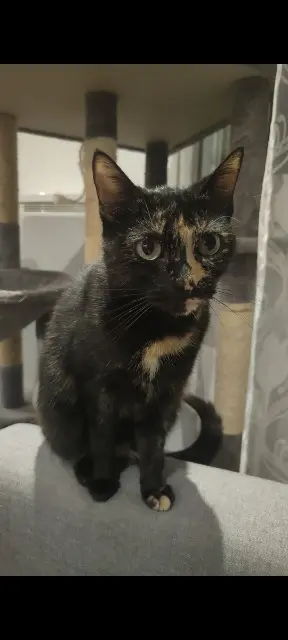 chatte lost   54700 Pont-à-Mousson Athéna