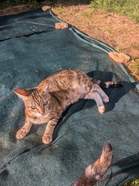 chatte lost   54990 Xeuilley Bella