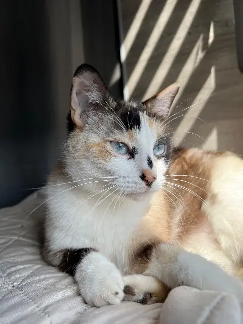 chatte lost   54240 Jœuf Bidou
