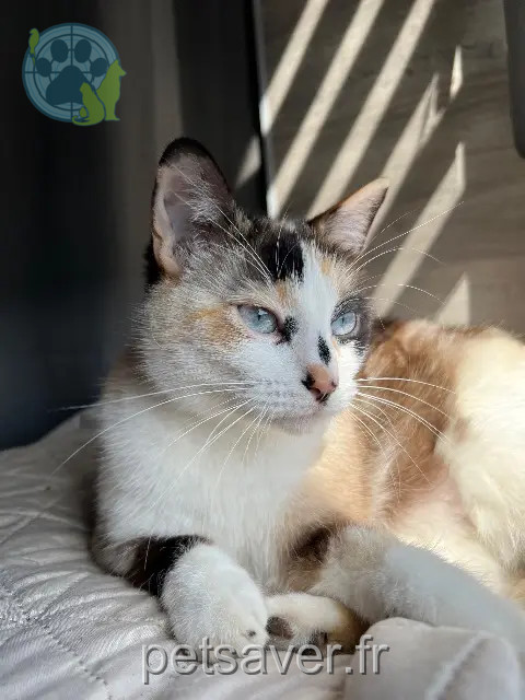 cat lost 54240 Jœuf Bidou cat lost 54240 Jœuf Bidou