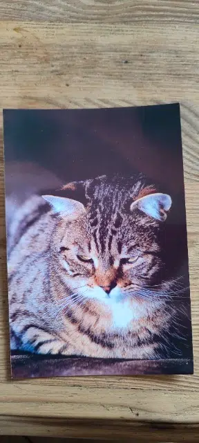 chatte lost   54110 Crévic Bloom