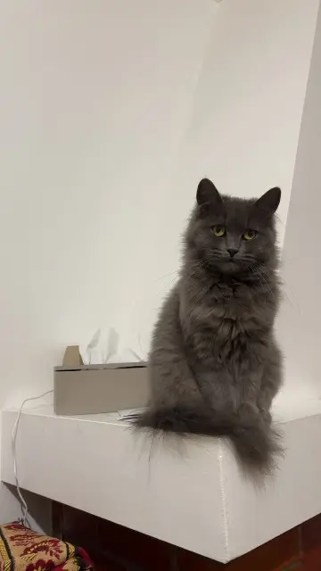 chatte lost   54500 Vandœuvre-lès-Nancy Blue