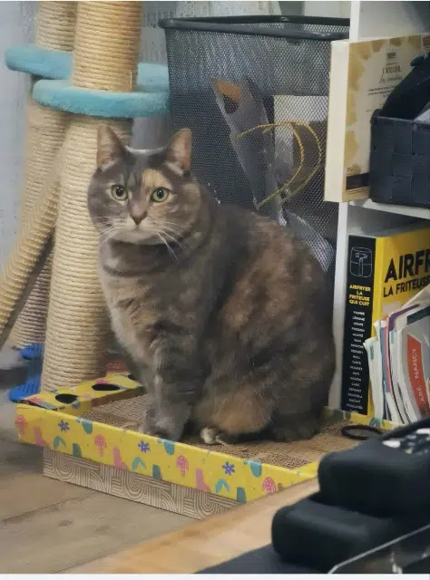 chatte lost   54410 Laneuveville-devant-Nancy Bonita