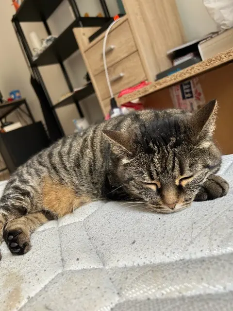 chatte lost   54110 Rosières-aux-Salines Boulette