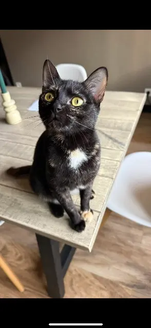 chatte perdue 54380 Dieulouard Bulma chatte lost 54380 Dieulouard Bulma