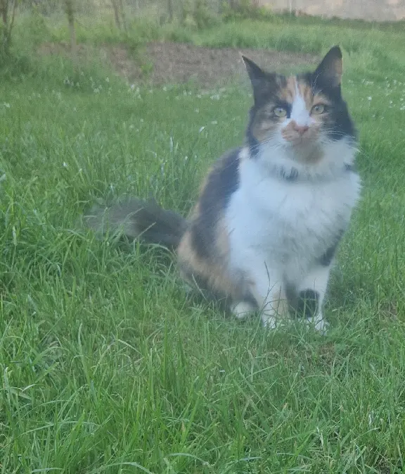 Chatte Perdue 54 Meurthe-et-Moselle - Cali Chatte Perdue 54 Meurthe-et-Moselle - Cali