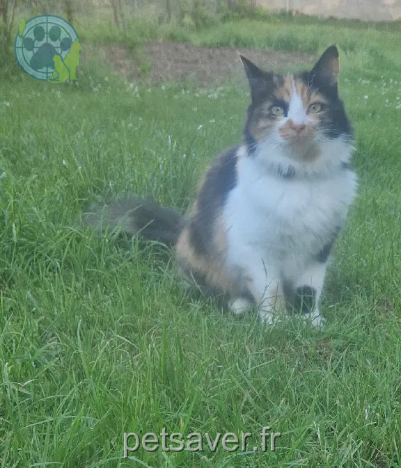 Chatte Perdue 54 Meurthe-et-Moselle - Cali Chatte Perdue 54 Meurthe-et-Moselle - Cali