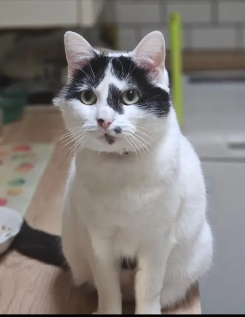 chatte lost   54300 Lunéville Candy
