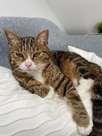 Chatte Perdue 54 Meurthe-et-Moselle - Chipie Chatte Perdue 54 Meurthe-et-Moselle - Chipie