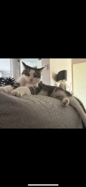 chatte lost   54380 Dieulouard Choupette