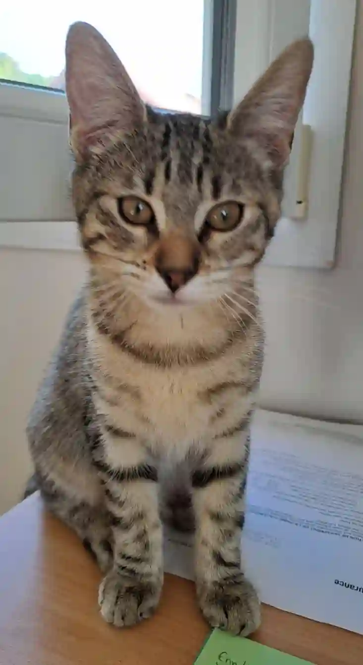 Chatte Perdue 54 Meurthe-et-Moselle - Chouquette Chatte Perdue 54 Meurthe-et-Moselle - Chouquette