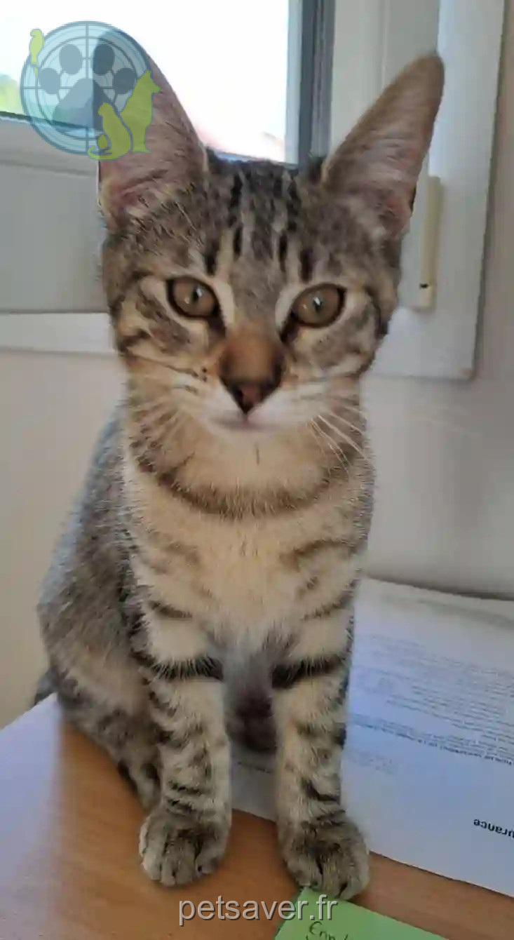 Chatte Perdue 54 Meurthe-et-Moselle - Chouquette Chatte Perdue 54 Meurthe-et-Moselle - Chouquette