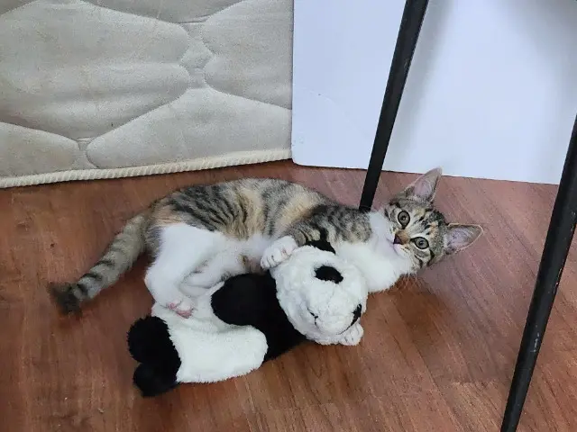 chatte lost   54210 Saint-Nicolas-de-Port Cobalt