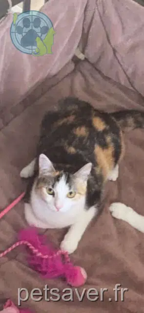chatte lost   54990 Xeuilley Cookies