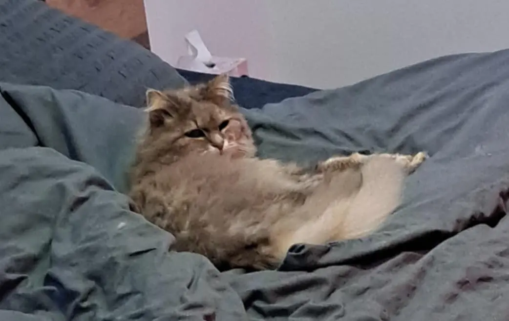 Chatte Perdue 54 Meurthe-et-Moselle - Coquine Chatte Perdue 54 Meurthe-et-Moselle - Coquine