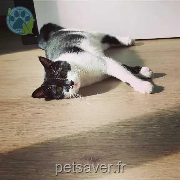 Chatte Perdue 54 Meurthe-et-Moselle - Crush Chatte Perdue 54 Meurthe-et-Moselle - Crush