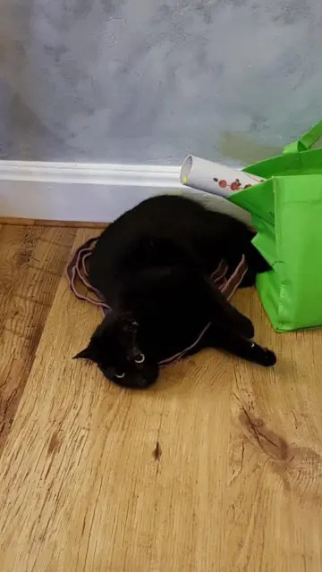 chatte lost   54120 Bertrichamps Dinah dit Mimi