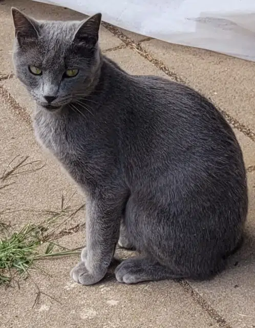 chatte lost   54300 Lunéville Dinah