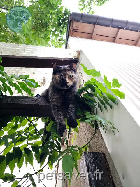 chatte lost 54380 Bezaumont Ellie