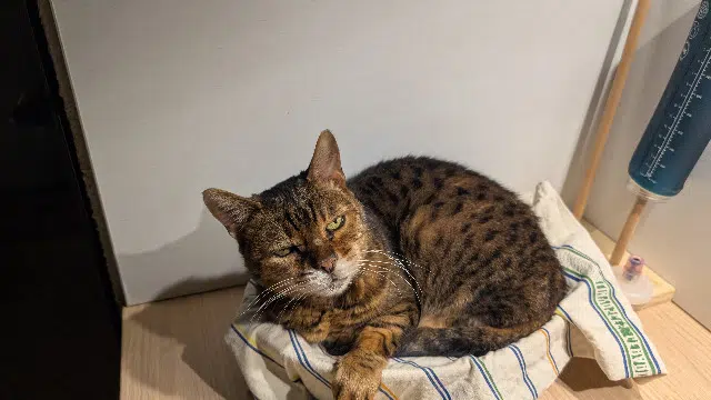 chatte lost   54600 Villers-lès-Nancy Enya