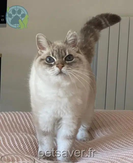 chatte lost   54310 Homécourt Etoile