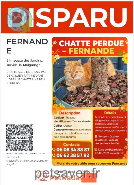 chatte lost   54140 Jarville-la-Malgrange Fernande