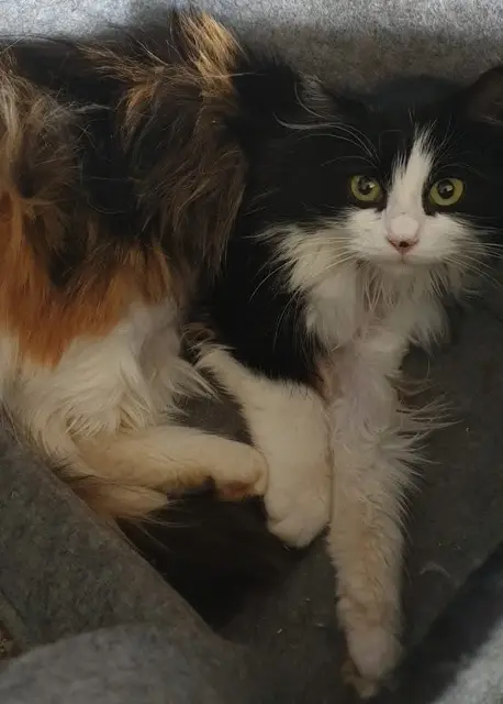 chatte lost   54670 Custines Féline