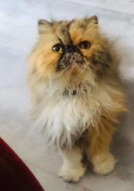 chatte lost   54140 Jarville-la-Malgrange gabbana
