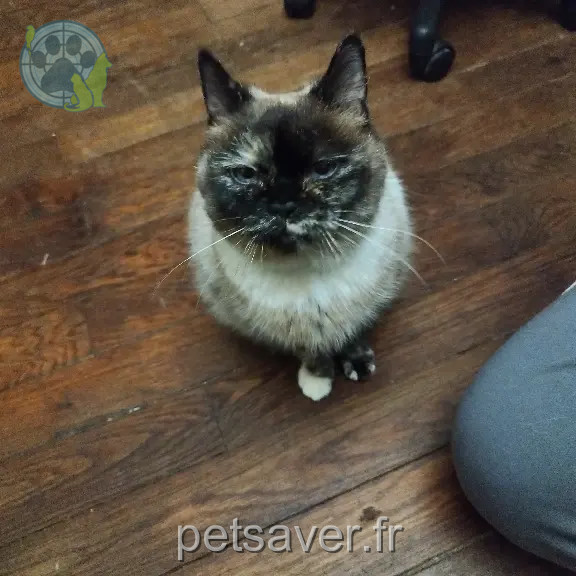 Chatte Perdue 54 Meurthe-et-Moselle - Gretel Chatte Perdue 54 Meurthe-et-Moselle - Gretel