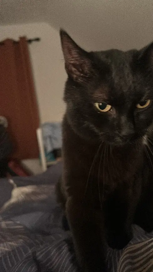 Chatte Perdue 54 Meurthe-et-Moselle - Guizmo Chatte Perdue 54 Meurthe-et-Moselle - Guizmo