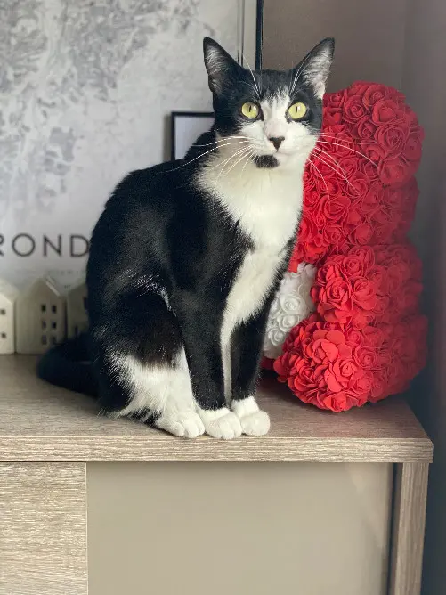 Chatte Perdue 54 Meurthe-et-Moselle - Heka Chatte Perdue 54 Meurthe-et-Moselle - Heka