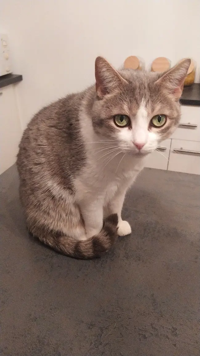 Chatte Perdue 54 Meurthe-et-Moselle Chatte Perdue 54 Meurthe-et-Moselle
