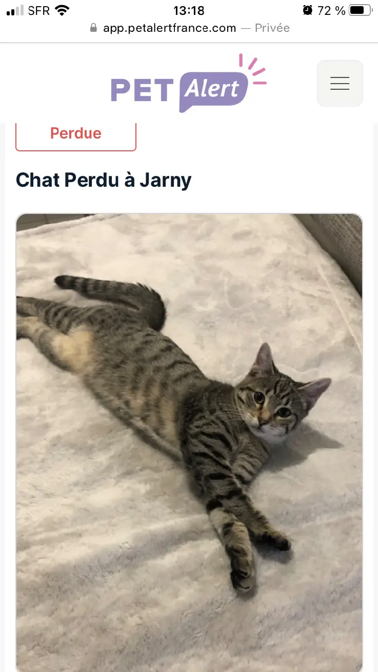 Chatte Perdue 54 Meurthe-et-Moselle - Iris Chatte Perdue 54 Meurthe-et-Moselle - Iris